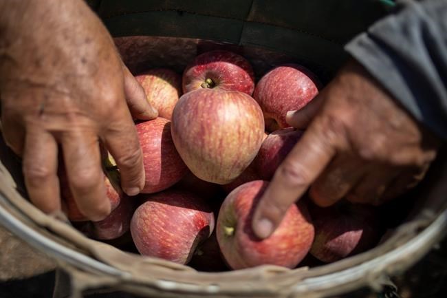 Israel’s Golan Druze see a blow in wind energy plan | iNFOnews.ca Israel’s Golan Druze see a blow in wind energy plan | iNFOnews.ca