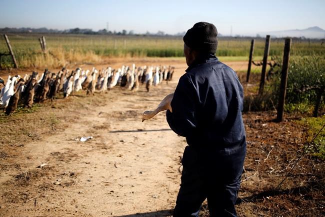 South African vineyard's duck parade doubles as pest control | iNFOnews.ca