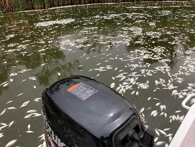 Thousands of fish die in 3rd mass death in Australian river | iNFOnews.ca Thousands of fish die in 3rd mass death in Australian river | iNFOnews.ca