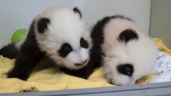 Atlanta zoo has ceremony to reveal names of twin panda cubs | iNFOnews.ca