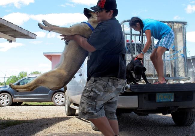 Dog mauling that killed 3-year-old boy angers Navajo leaders | iNFOnews.ca