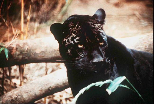 Jaguar recovery plan envisions sprawling habitat areas | iNFOnews.ca Jaguar recovery plan envisions sprawling habitat areas | iNFOnews.ca