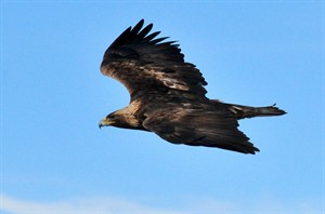 CP28916356