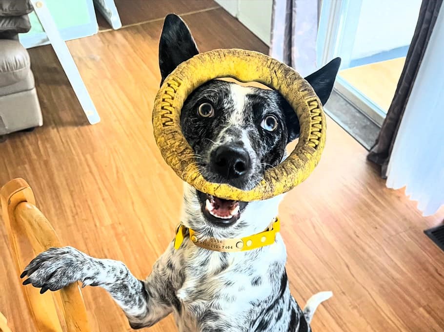 iN PHOTOS: Goof ball dogs brighten up your day in Kamloops, Okanagan | iNFOnews.ca iN PHOTOS: Goof ball dogs brighten up your day in Kamloops, Okanagan | iNFOnews.ca