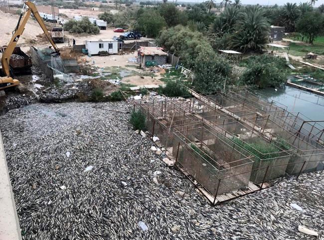 Carp 'annihilated' as Iraq's water pollution woes worsen | iNFOnews.ca Carp 'annihilated' as Iraq's water pollution woes worsen | iNFOnews.ca