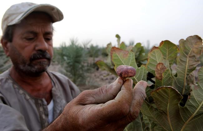 Water crisis salts the earth in Iraq's long-neglected south | iNFOnews.ca