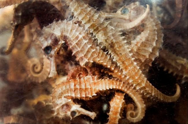 British conservationist fights to save seahorses in Cambodia | iNFOnews.ca