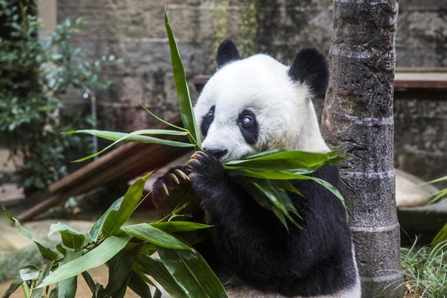 China mourns death of oldest panda | iNFOnews.ca China mourns death of oldest panda | iNFOnews.ca