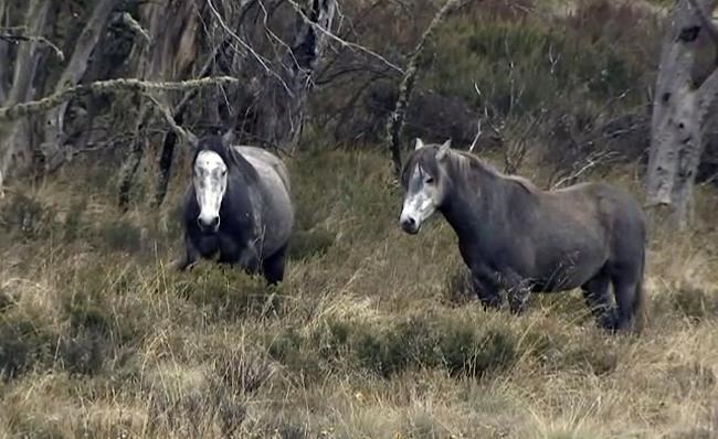 Australian state government proposes protecting wild horses | iNFOnews.ca