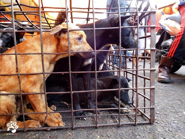 Groups call for shutdown of brutal Indonesia animal markets | iNFOnews.ca