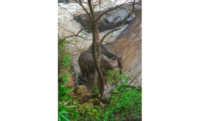 More dead wild elephants found at Thai waterfall; toll at 11 | iNFOnews.ca