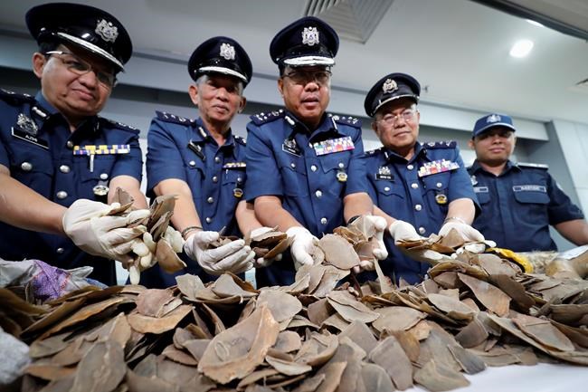 Wildlife group: Malaysia seizes record 30-ton pangolin haul | iNFOnews.ca