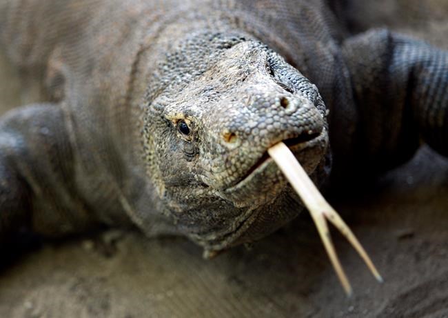 Komodo dragon bites Singaporean tourist in Indonesia | iNFOnews.ca