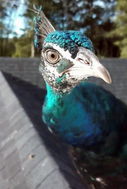 Vermont couple looking for family peacock among the turkeys | iNFOnews.ca Vermont couple looking for family peacock among the turkeys | iNFOnews.ca