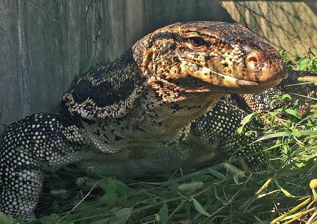 Man pleads guilty to shipping lizards from Philippines to US | iNFOnews.ca