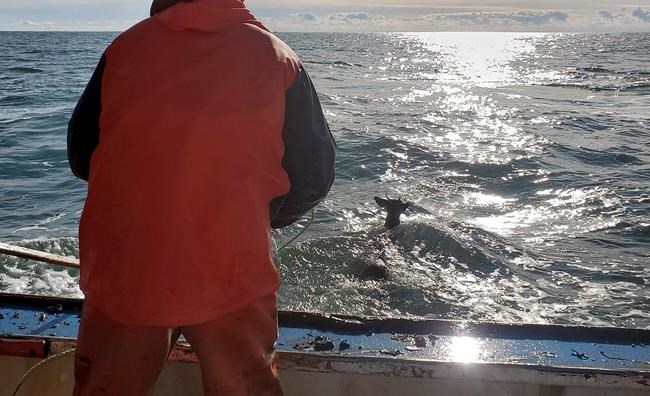 Lobsterman rescues deer trapped in water off Maine coast | iNFOnews.ca