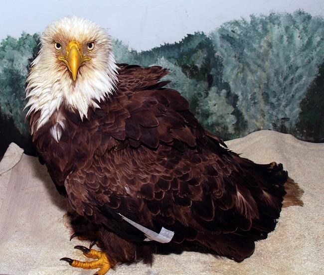 The wisest old owl has nothing on this senior citizen eagle | iNFOnews.ca
