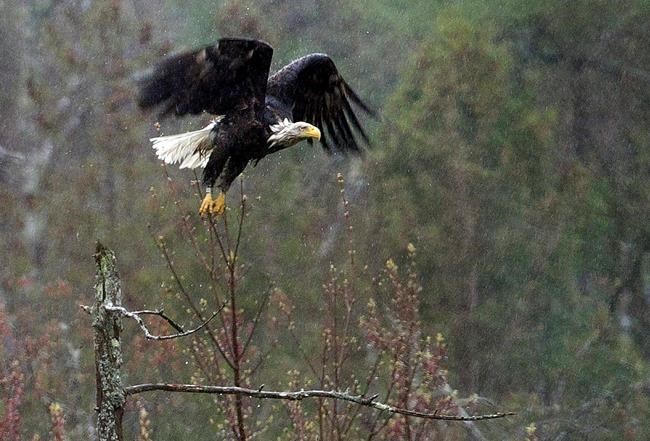 Maine counting eagles, which recovered from brink in state | iNFOnews.ca