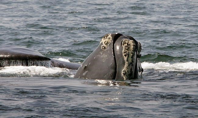 New model confirms endangered right whales are declining | iNFOnews.ca