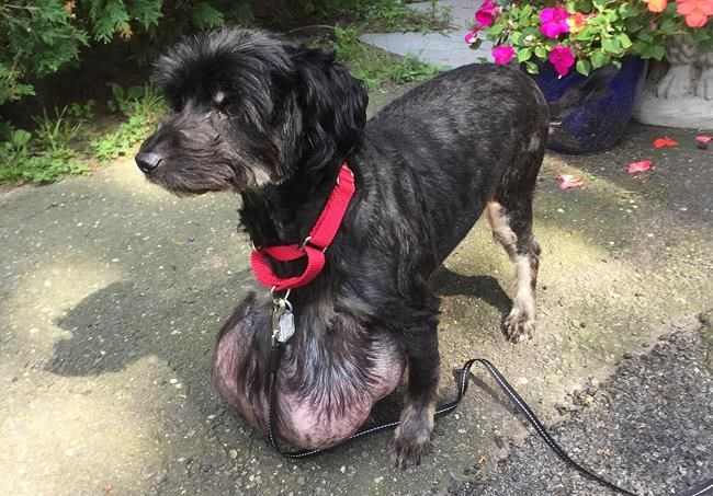 Poodle gets tumour that's a third of its body weight removed | iNFOnews.ca