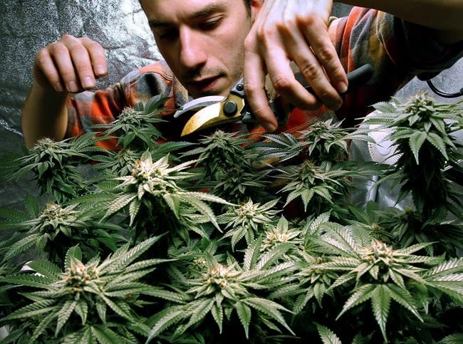 New Hampshire marijuana bill gets public hearing | iNFOnews.ca New Hampshire marijuana bill gets public hearing | iNFOnews.ca