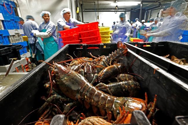 Lobster prices high as catch drops and China imports climb | iNFOnews.ca