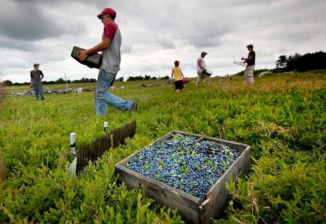 Maine blueberry harvest down as industry looks for buyers | iNFOnews.ca Maine blueberry harvest down as industry looks for buyers | iNFOnews.ca