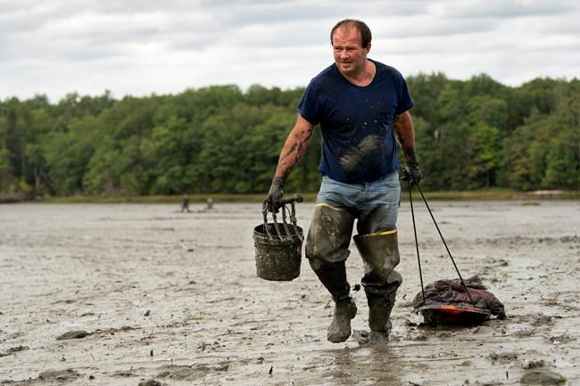 Clammers digging through pandemic, but shellfish are fewer | iNFOnews.ca Clammers digging through pandemic, but shellfish are fewer | iNFOnews.ca