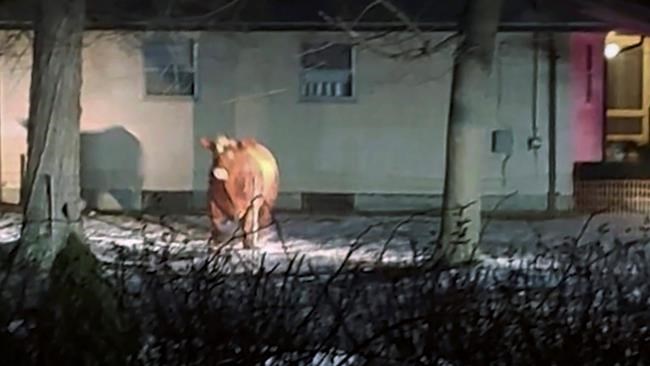 Steak-out: Rhode Island's runaway steer has been recaptured | iNFOnews.ca Steak-out: Rhode Island's runaway steer has been recaptured | iNFOnews.ca