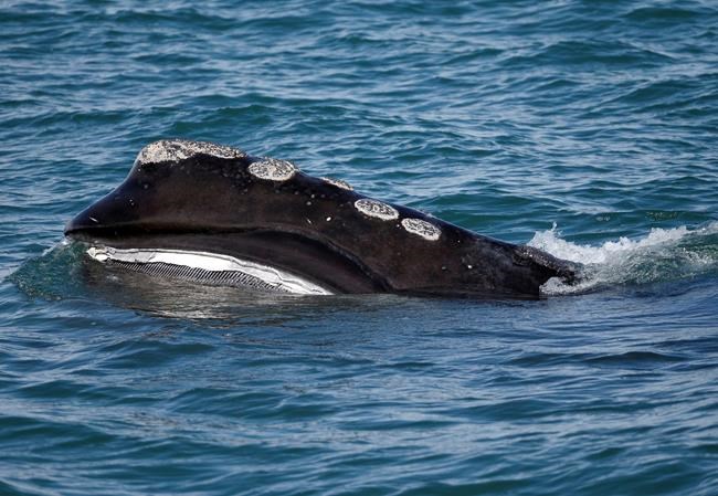 Lawsuit seeks more protection for endangered right whales | iNFOnews.ca CP30184922