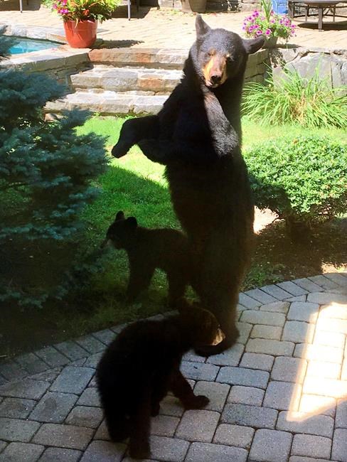 Is a hunt the answer when bears start getting bolder? | iNFOnews.ca Is a hunt the answer when bears start getting bolder? | iNFOnews.ca