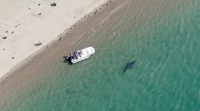 After fatal shark attack, some complain of slow response | iNFOnews.ca