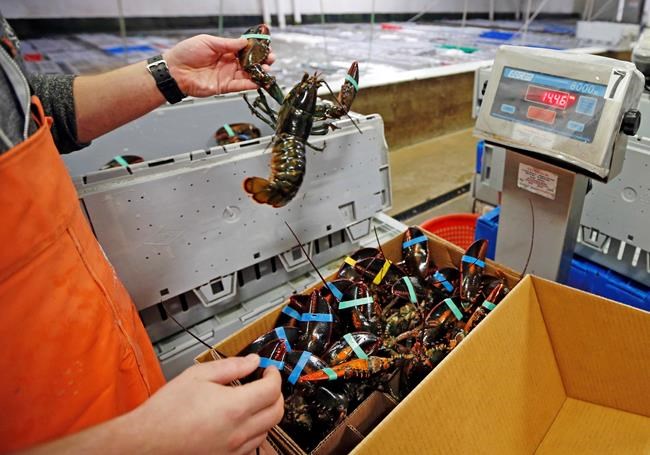 Christmas tail: Europe deal could slow yuletide lobster biz | iNFOnews.ca