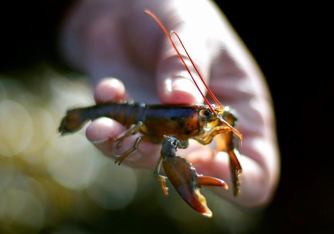Baby lobster numbers spell trouble for shellfish population | iNFOnews.ca