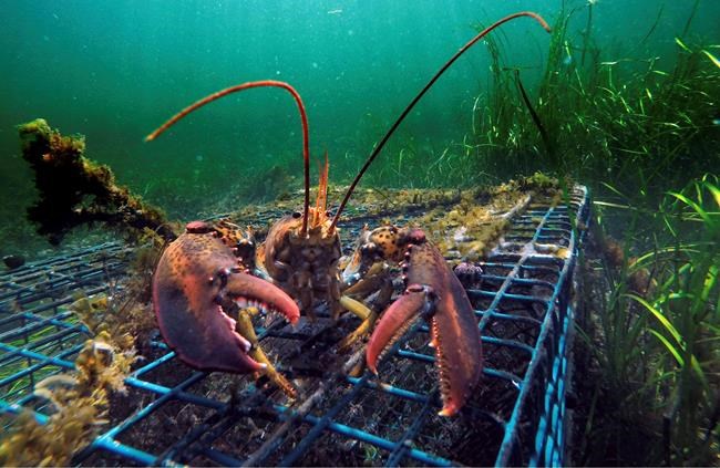 Lobster catch headed for decline, not crash, scientists say | iNFOnews.ca