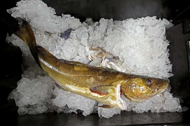 Cod fishery plummets to least valuable year since 1960s | iNFOnews.ca