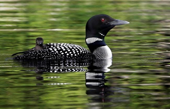 Conservationists hope to bring beloved bird back | iNFOnews.ca
