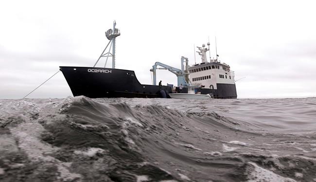Study: Great white sharks are swimming farther and deeper | iNFOnews.ca