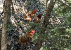 Three brown chickens stand in a forest under a conifer tree.