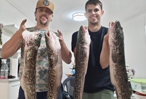 Two smiling men each hold up two long fish called burbot.