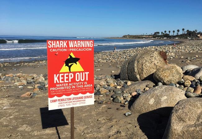 Woman critical after shark attack on California beach | iNFOnews.ca