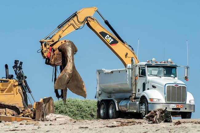 60,000-pound whale carcass removed from California beach | iNFOnews.ca
