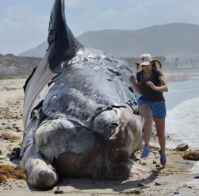 Onlookers marvel at size, stench of dead whale in California | iNFOnews.ca