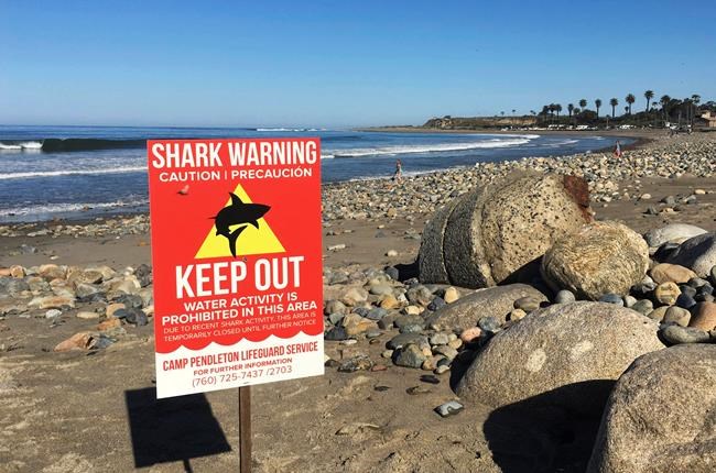 California shark attack survivor recalls fighting off beast | iNFOnews.ca California shark attack survivor recalls fighting off beast | iNFOnews.ca