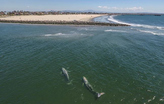 2 grey whales swim close to California coast | iNFOnews.ca