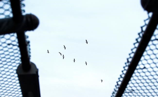 Latest: Southern California snow-covered highway re-opens | iNFOnews.ca