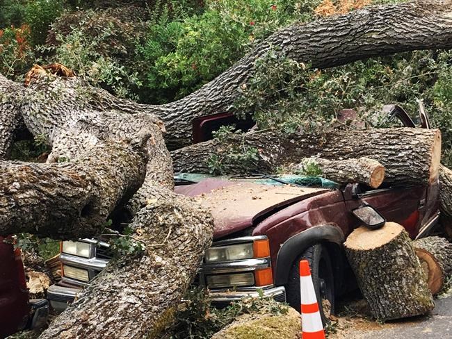 300-year-old oak branch crushes vehicles in California | iNFOnews.ca