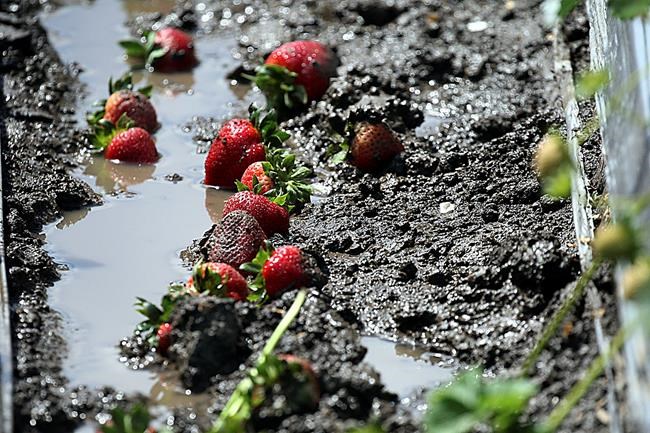 Wet spring delays California crops, snow elsewhere in West | iNFOnews.ca