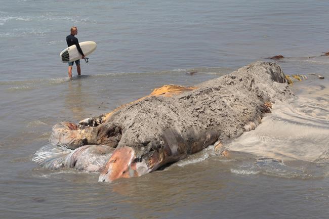Crews cutting up dead whale that keeps floating to shore | iNFOnews.ca Crews cutting up dead whale that keeps floating to shore | iNFOnews.ca