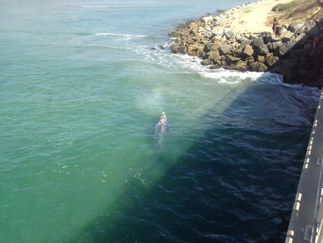 Young grey whale entertains Southern California crowd | iNFOnews.ca Young grey whale entertains Southern California crowd | iNFOnews.ca